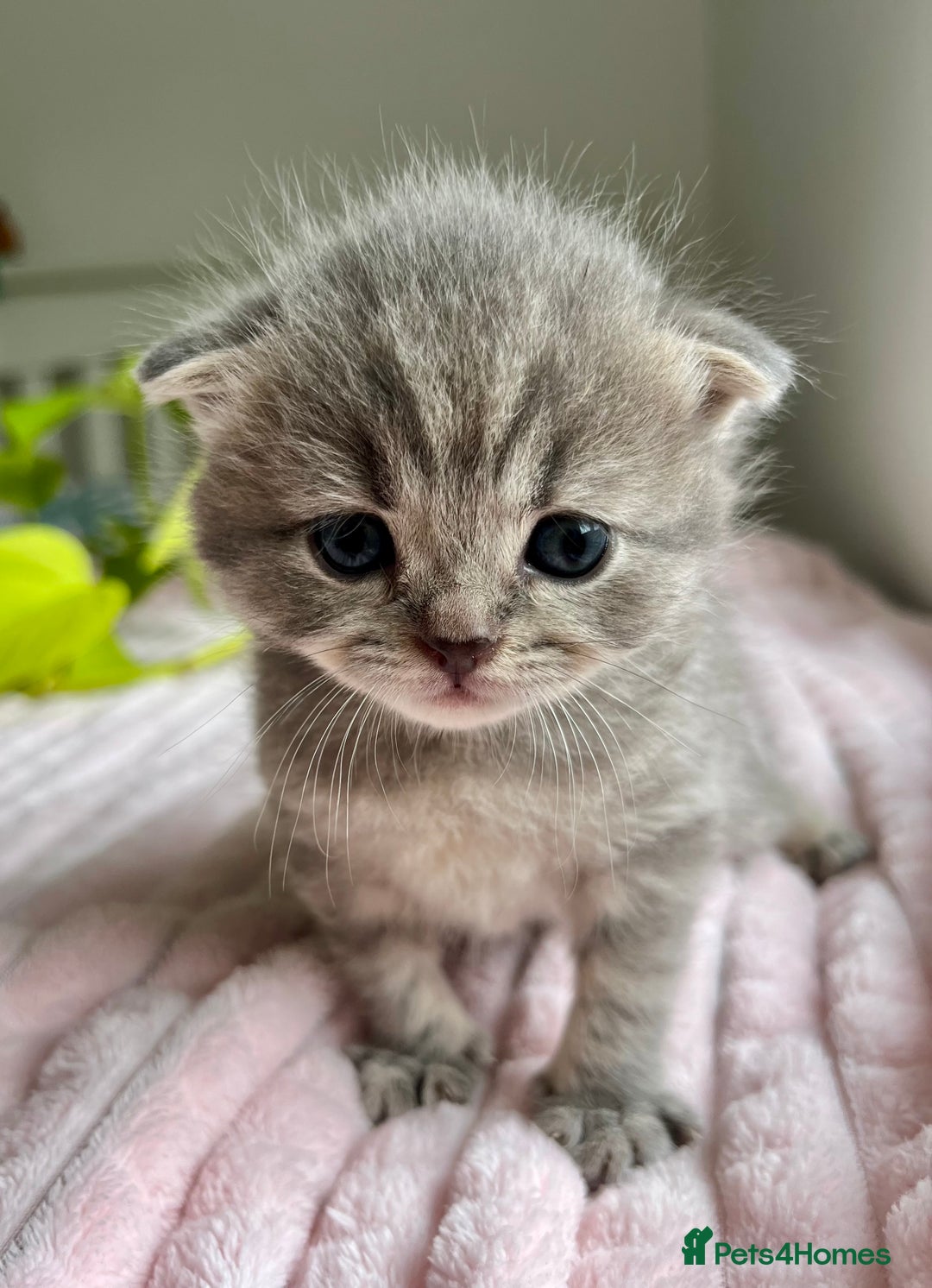 Scottish Fold cats for sale: Adorable rare silver tabby/lilac tabby kittens 🐾 - Image 1