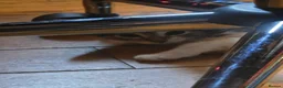 Bengal cats for sale: Part Bengal Kittens Ready now - Advert 6