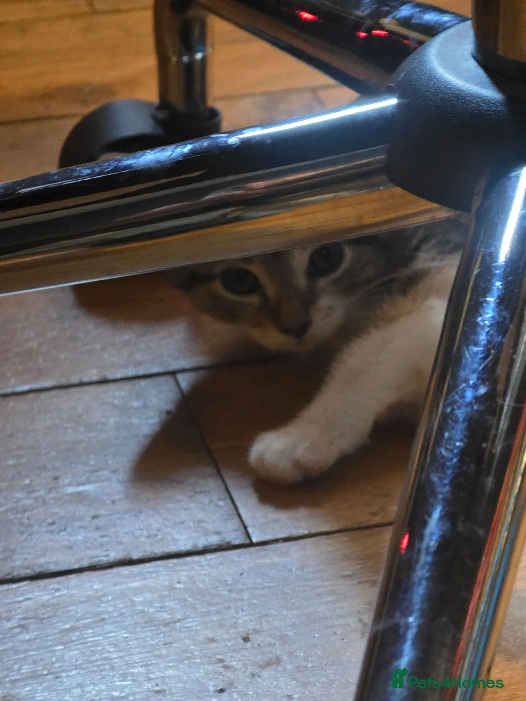 Bengal cats for sale: Part Bengal Kittens Ready now - Advert 6