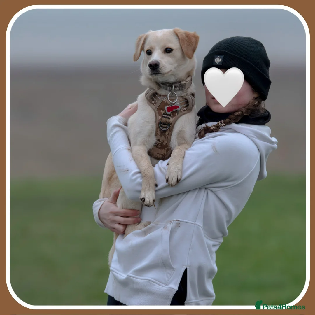 Mixed Breed dogs for sale: Belle the pomeagle - Advert 7