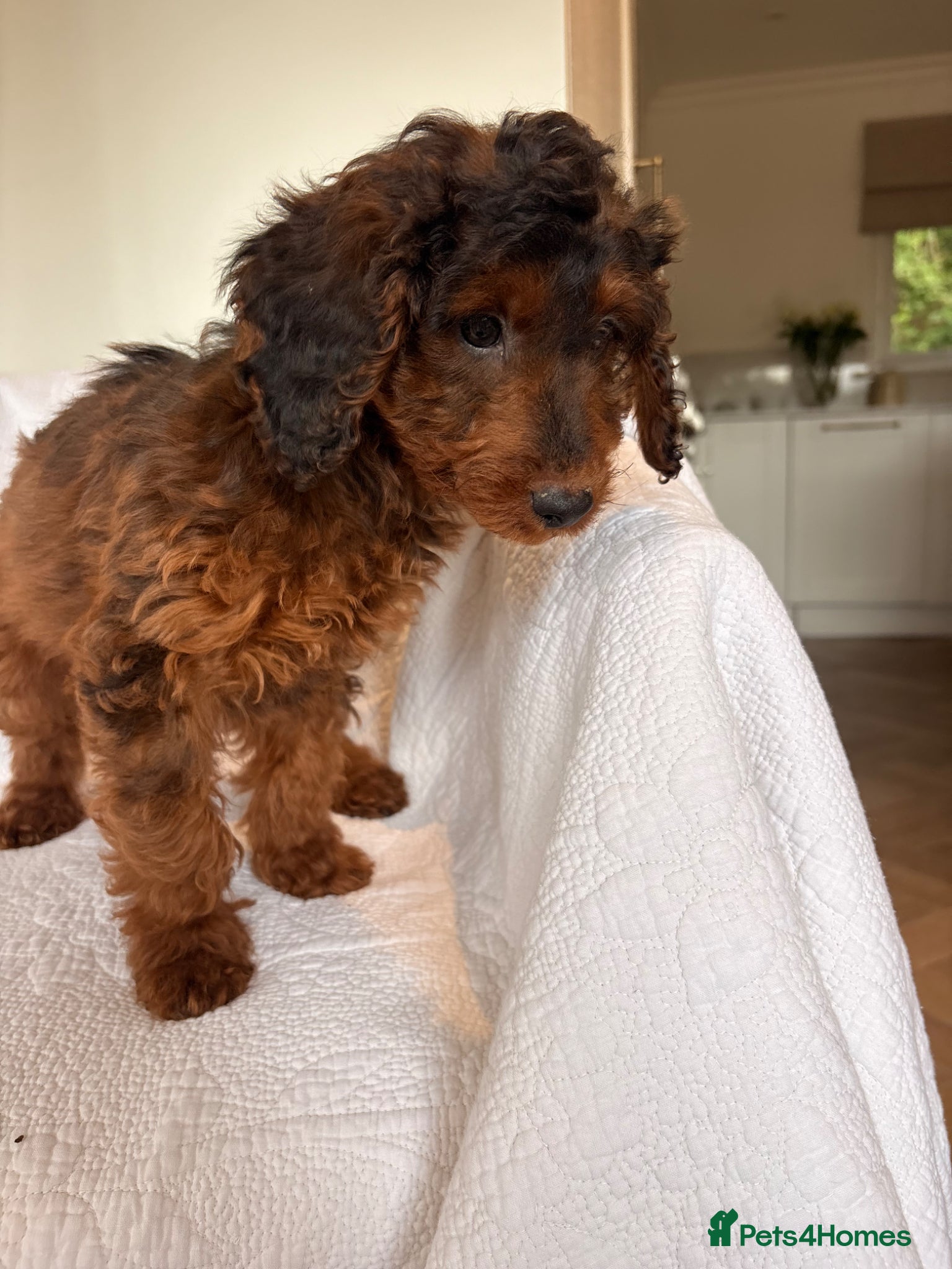 Cockapoo dogs LICENSED BREEDER HEALTH TESTED COCKAPOOS - Advert 2