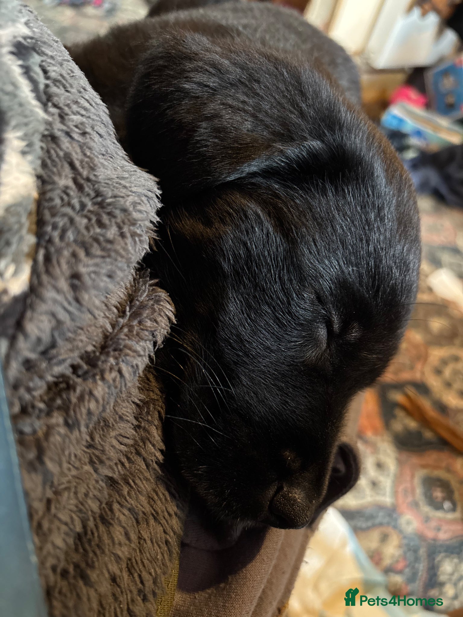 Mixed Breed dogs Lovely pup - Advert 1