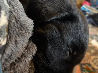 Mixed Breed dogs Lovely pup - Advert 1