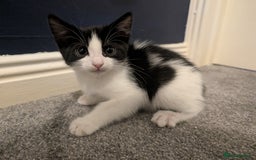 Mixed Breed cats for sale: 3 female kittens ready to leave - Image 7