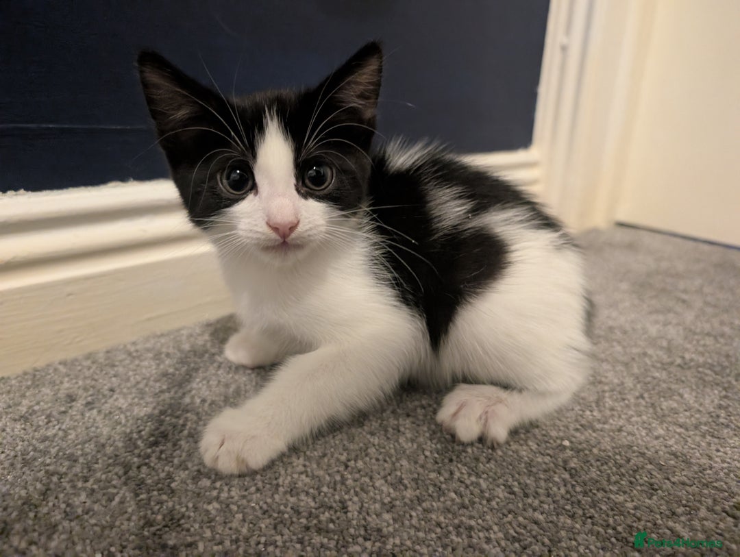 Mixed Breed cats for sale: 3 female kittens ready to leave - Image 7