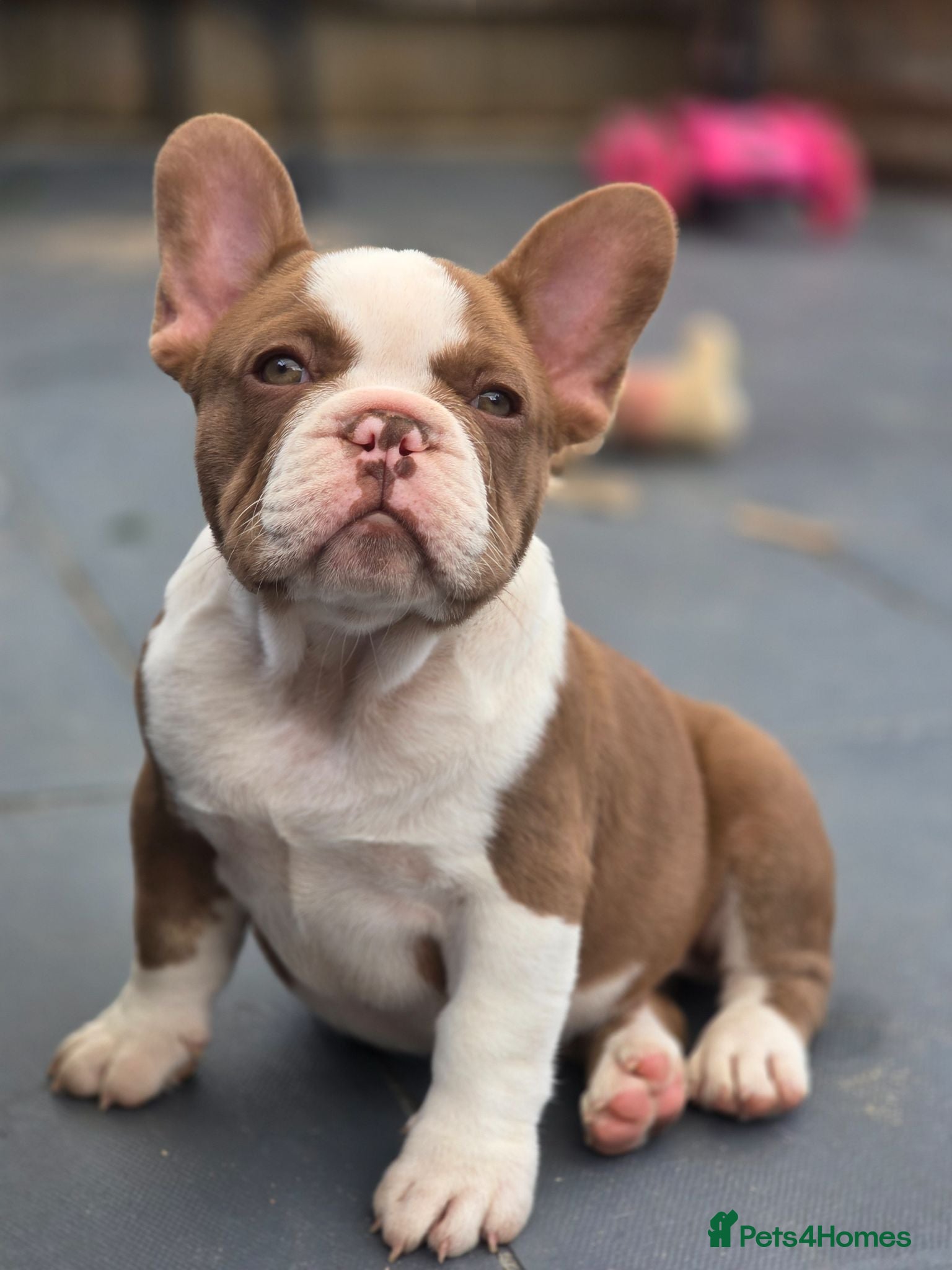 French Bulldog dogs Open for offer  French Bulldog with papers - Advert 3