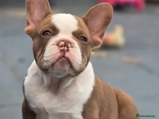 French Bulldog dogs Open for offer French Bulldog with papers - Advert 3