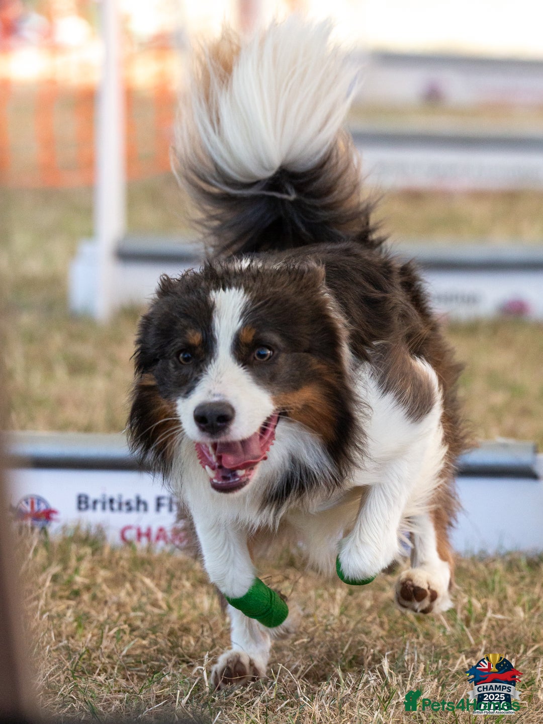 Border Collie dogs for stud: Proven Health tested Blue Tri Border Collie Stud  - Advert 2