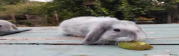 Mixed Breed rabbits for sale: Mixed breed £70 each - Advert 11