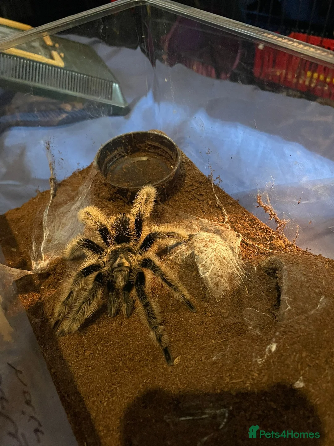 Tarantulas invertebrates for sale: Versi, curly hair, electric blue - Advert 11