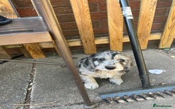 Cockapoo dogs for sale: ❤️silky show type cockapoos❤️ - Image 4