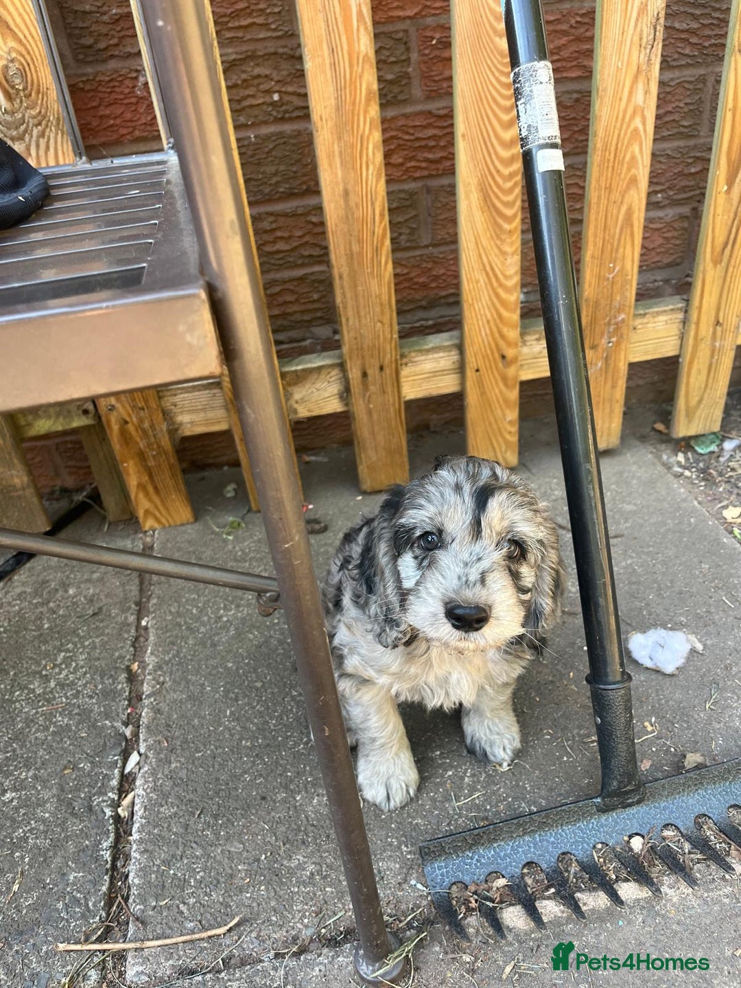 Cockapoo dogs for sale: ❤️silky show type cockapoos❤️ - Image 4