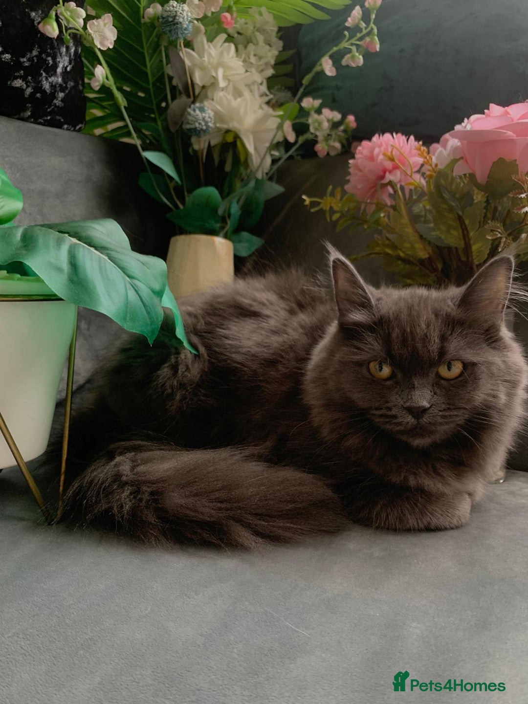 Ragdoll cats for sale: Pure Ragdoll last girl left - Advert 6