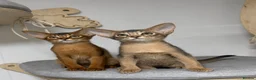 Abyssinian cats for sale:     Gorgeous kittens from champion parents 😽 - Advert 14