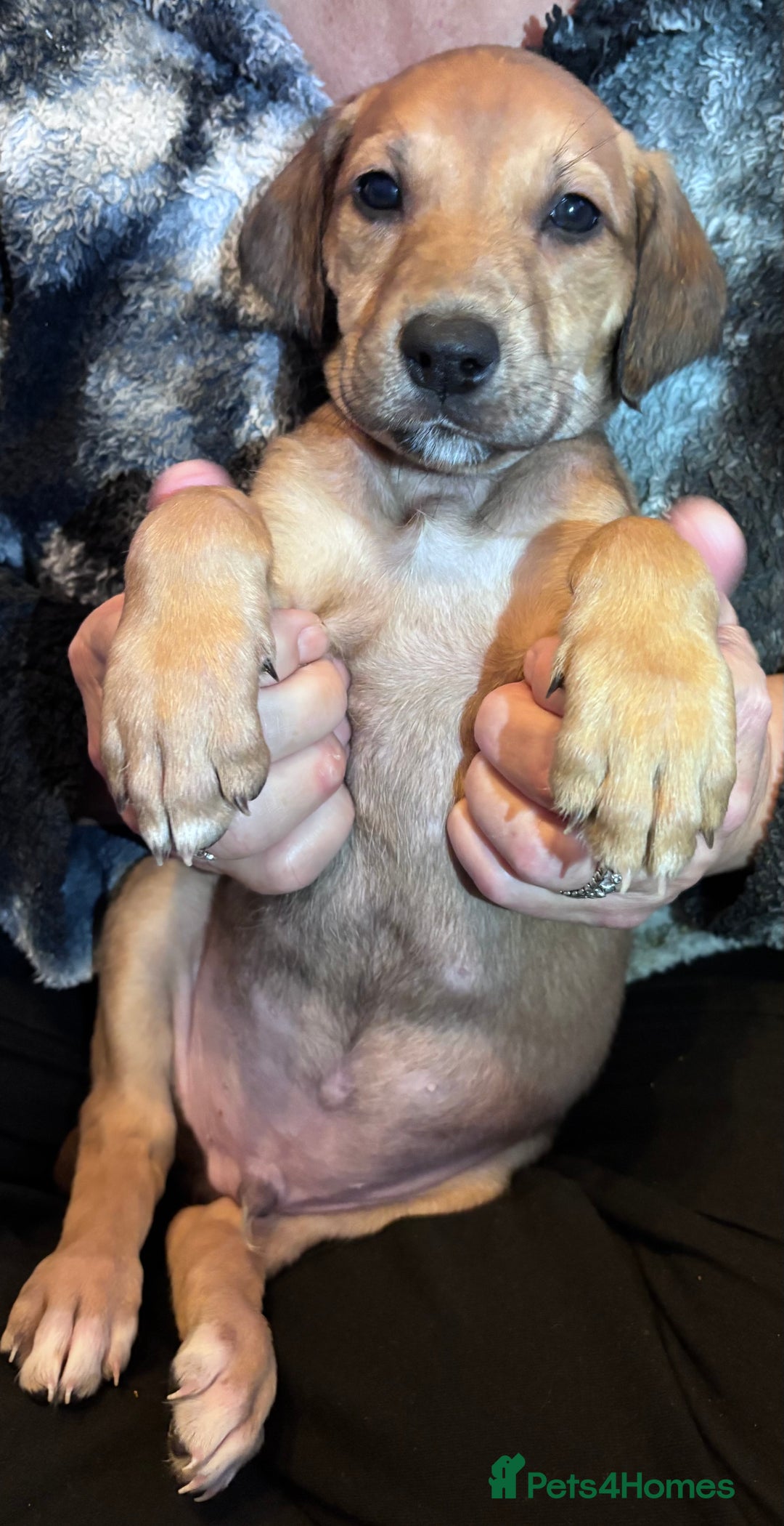 Mixed Breed dogs for sale: SalukiX⭐️ ONLY 4 Left ! READY TO GO  - Advert 32