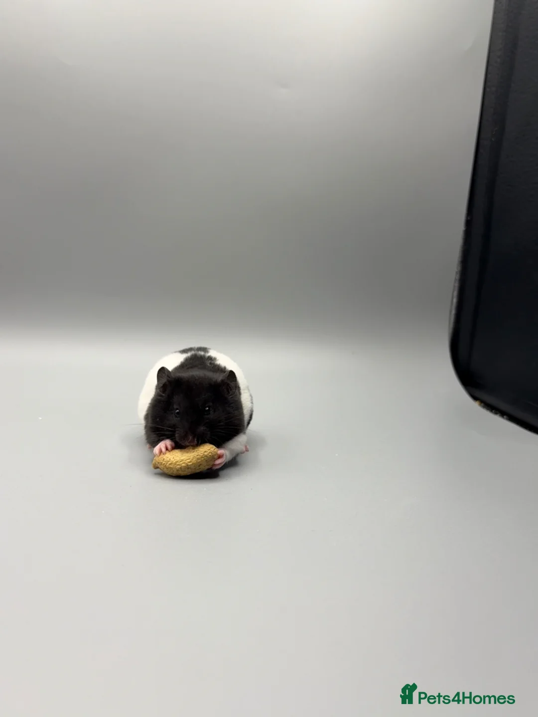 Hamster rodents for sale: Pedigree tame Syrian hamster pups  - Advert 23