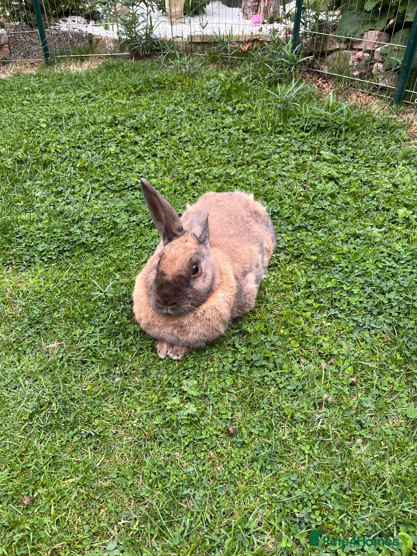 Mixed Breed rabbits Burt and Ernie  - Advert 2
