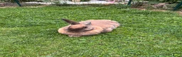 Mixed Breed rabbits for sale: Burt and Ernie  in Frome - Advert 1