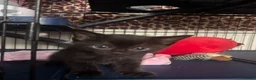 Mixed Breed cats for sale: Kittens - Advert 12