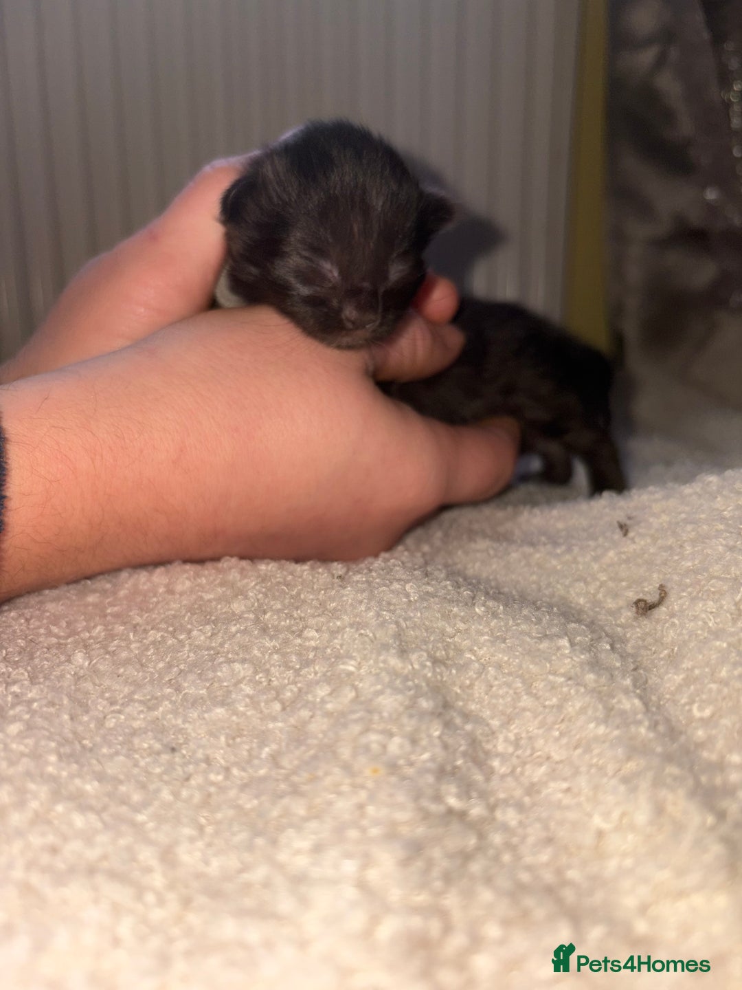 Mixed Breed cats for sale: Maincoons x - Advert 1