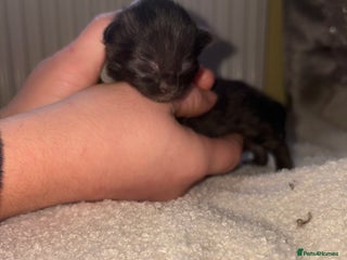 Mixed Breed cats Maincoons x - Advert 1