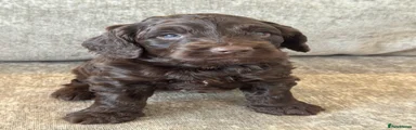 Cockapoo Puppy 5