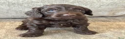 Cockapoo dogs for sale: MERL & CHOCOLATE F1COCKERPOOS HEALTH TESTED PARENT - Advert 5