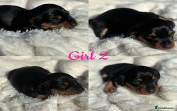 Miniature Dachshund dogs for sale: KC Miniature Dachshunds  - Image 4