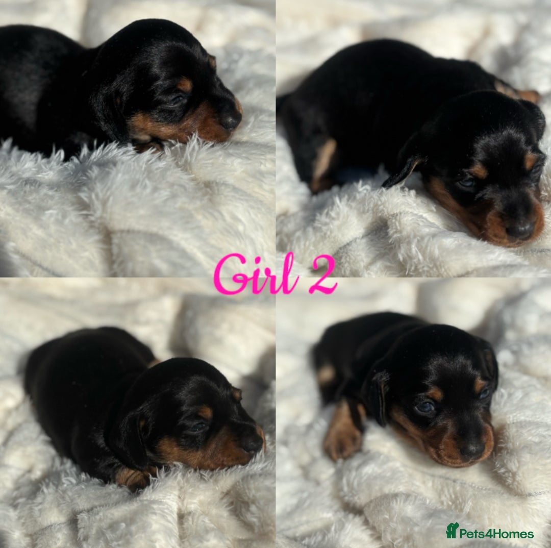 Miniature Dachshund dogs for sale: KC Miniature Dachshunds  - Image 4