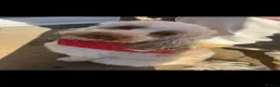 Cockapoo dogs for sale: F1 cockapoos licensed breeder - Advert 8