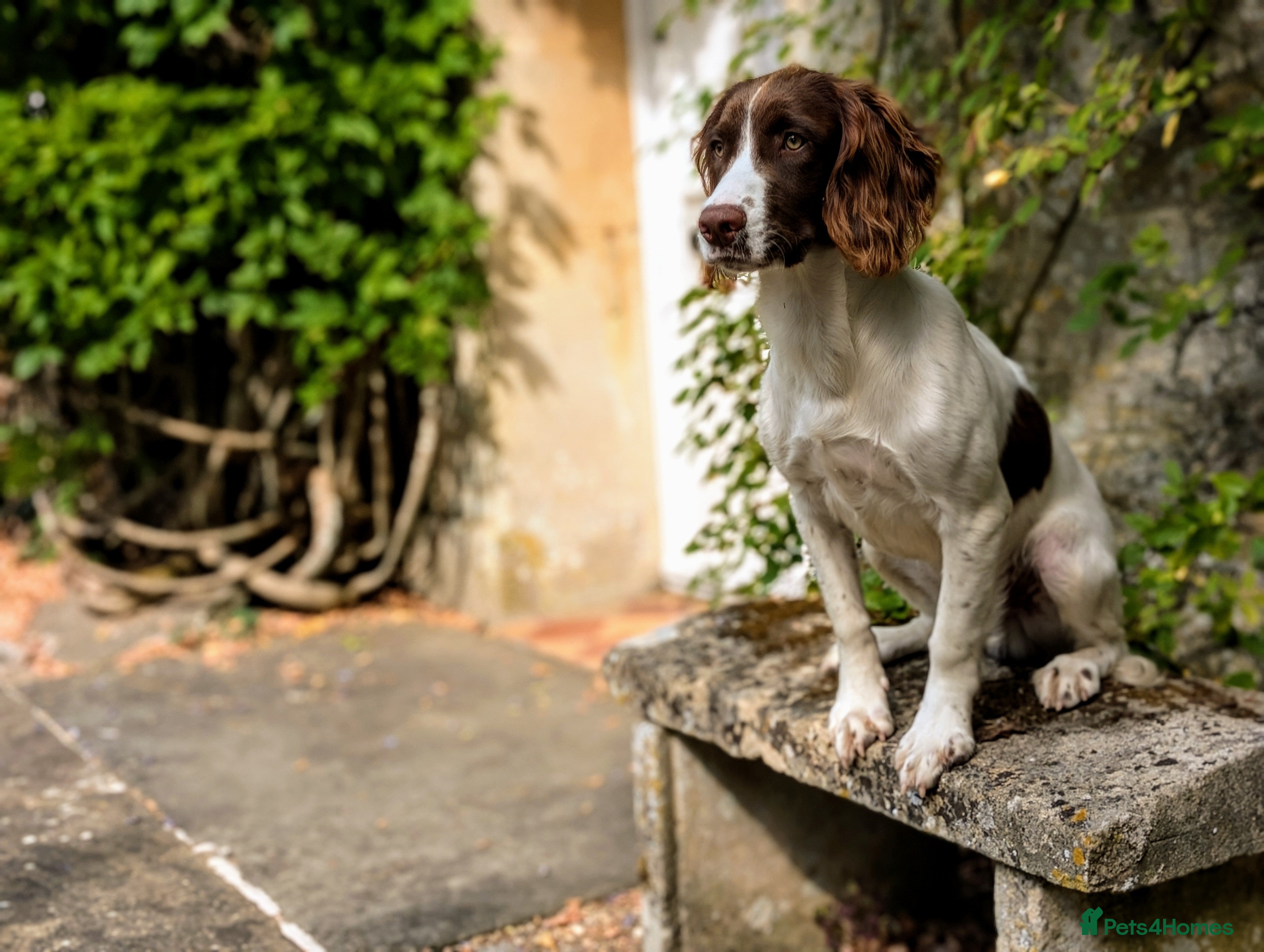 English Springer Spaniel dogs Obedient and Kind Natured Springer Spaniel - Advert 15