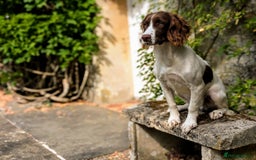English Springer Spaniel dogs for sale: Obedient and Kind Natured Springer Spaniel - Image 1