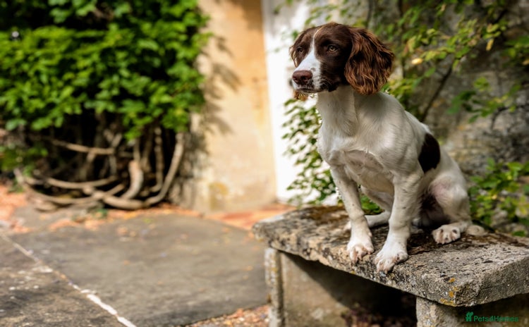 English Springer Spaniel dogs - Advert 2