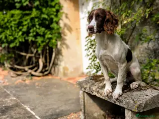 English Springer Spaniel dogs Obedient and Kind Natured Springer Spaniel - Advert 12