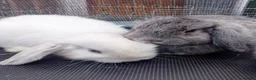 Mini Lop rabbits for sale: Mini Lop Bunnies Ready to leave 12/05 - Advert 32