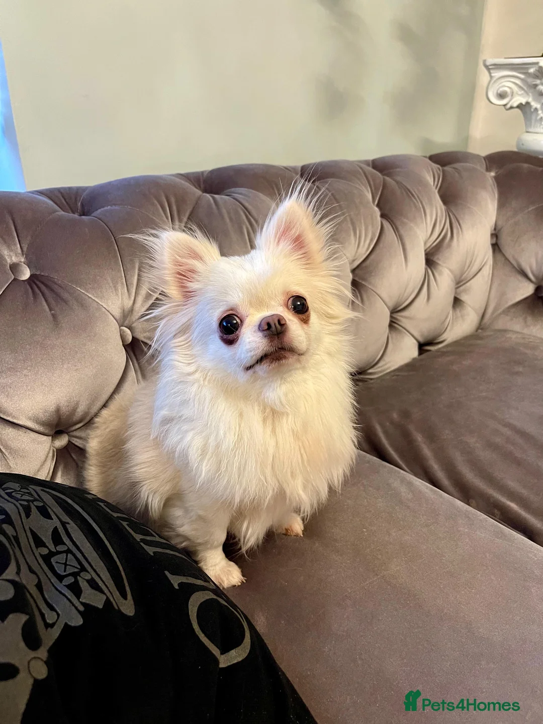 Chihuahua dogs for sale: 6 year old adorable Chihuahua girl  - Advert 6