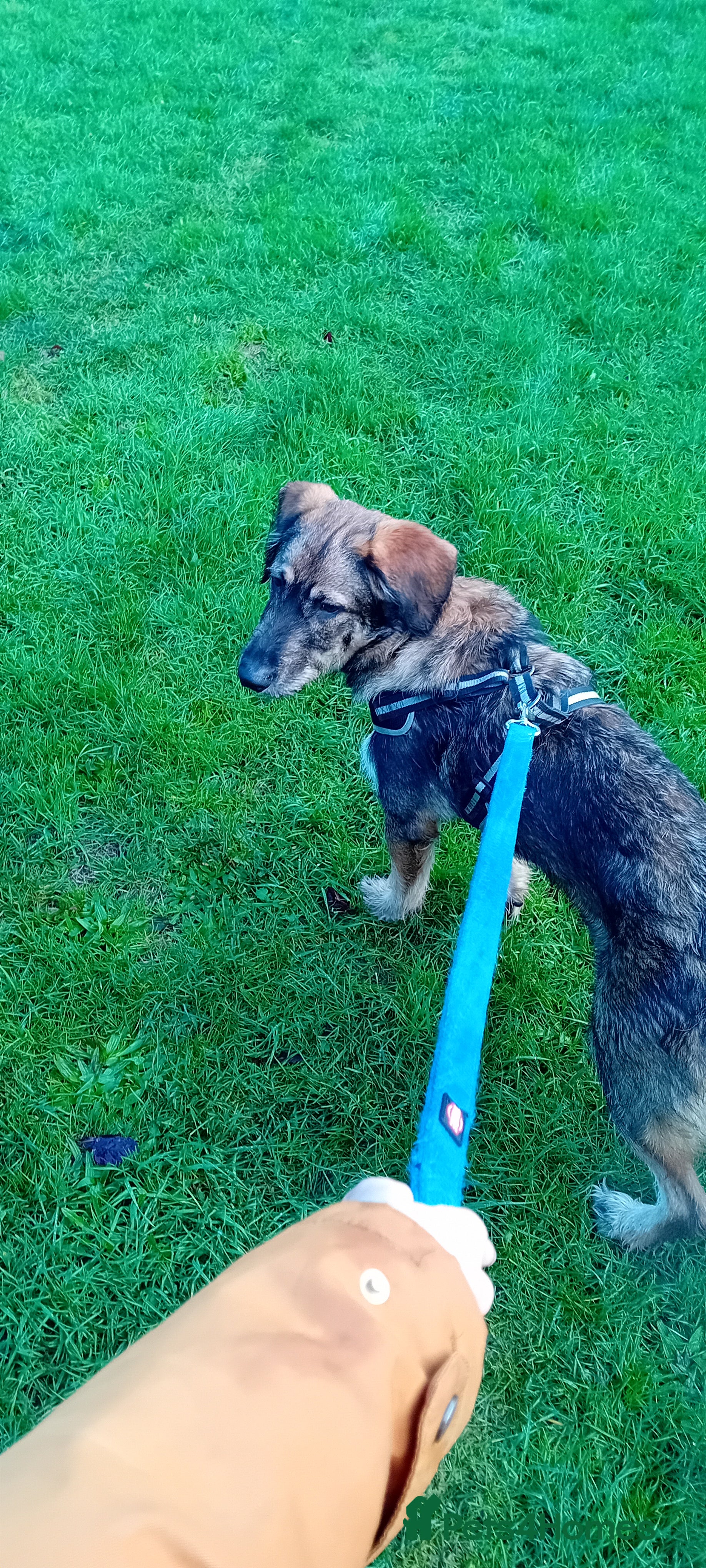 Mixed Breed dogs German shepherd cross sproodle  - Advert 15