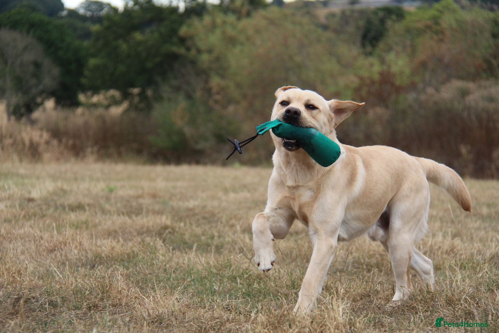 Labrador Retriever dogs KC Fully Tested Yellow Lab for Stud Only - Advert 1
