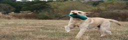 Labrador Retriever dogs for stud: KC Fully Tested Yellow Lab for Stud Only - Advert 1