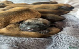 Belgian Shepherd Dog dogs for sale: Belgian Malinois Puppies  - Image 2