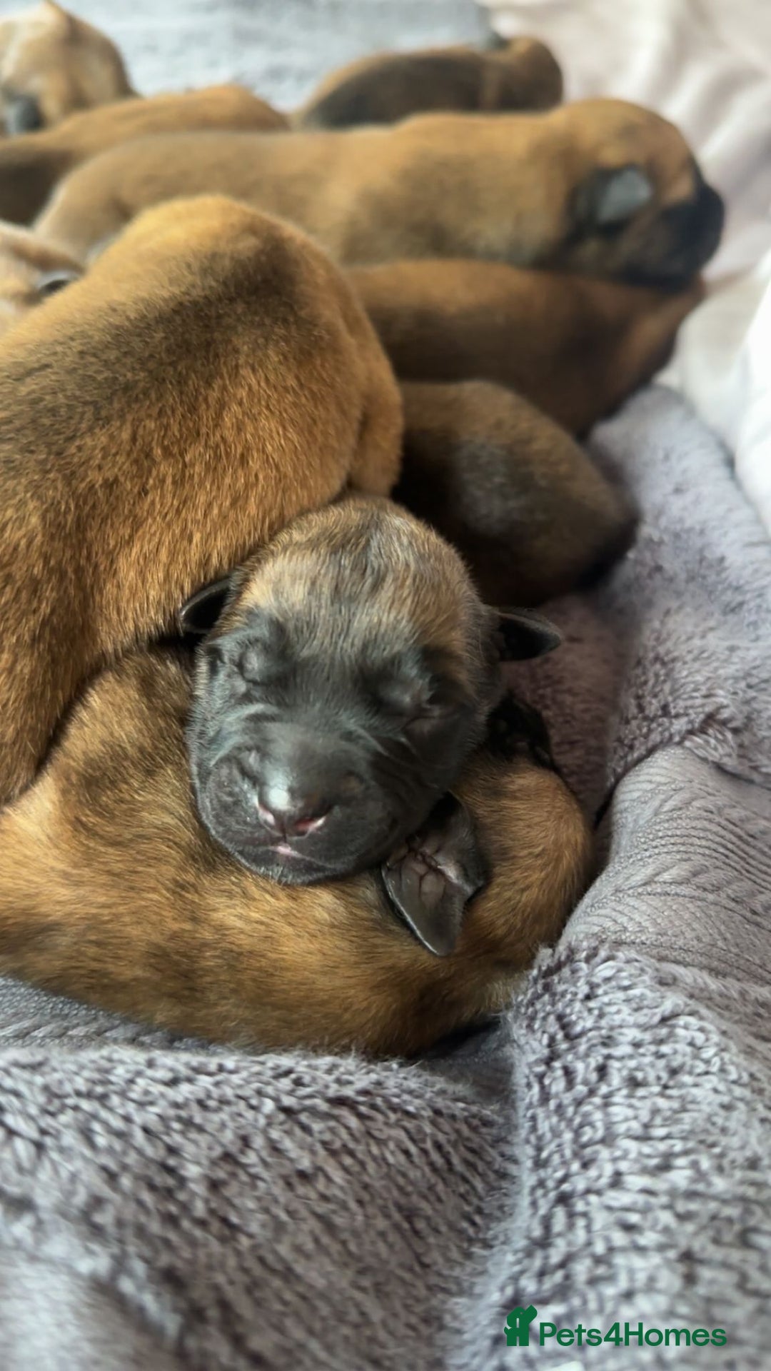 Belgian Shepherd Dog dogs for sale: Belgian Malinois Puppies  - Image 2