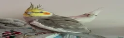 Cockatiels birds for sale: Pair of cockatiels  - Advert 8
