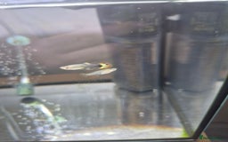 Live Bearers fish for sale: Free guppie fry - Image 1