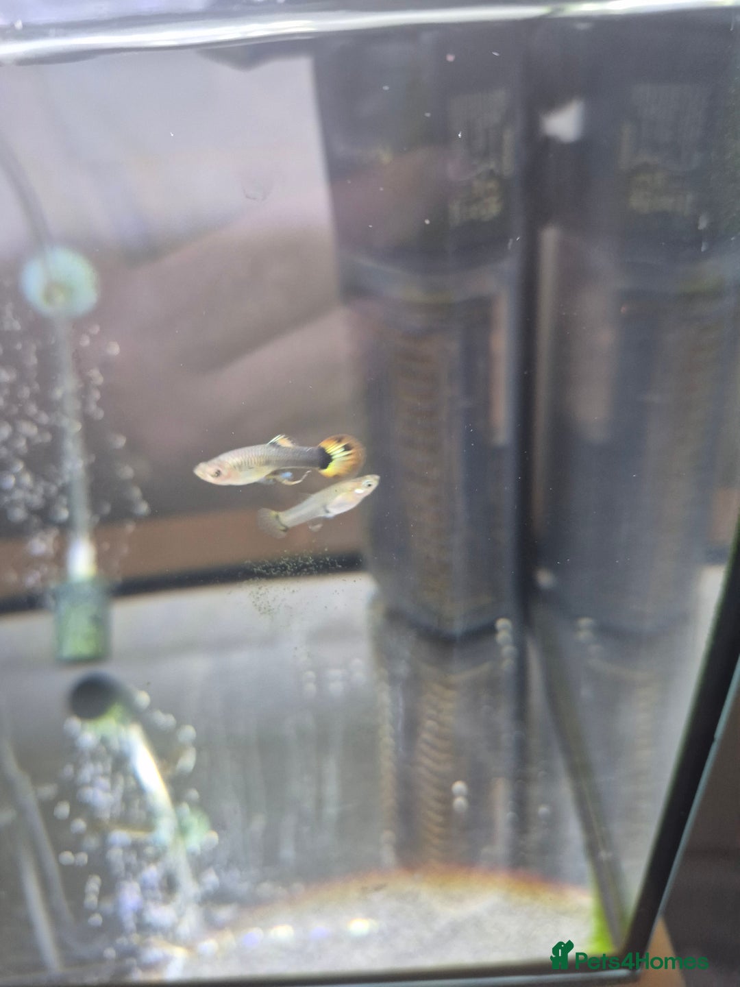 Live Bearers fish for sale: Free guppie fry - Image 1