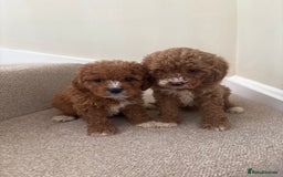 Cavapoo dogs for sale: Stunning F1b Deep Fox Red Toy cavapoos - Image 1