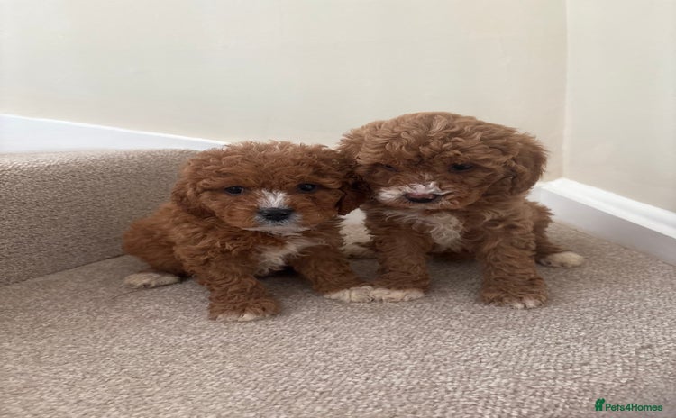 Cavapoo dogs - Advert 15