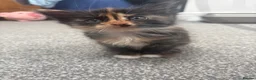 Mixed Breed cats for sale: Beautiful female kitten for sale  - Advert 3