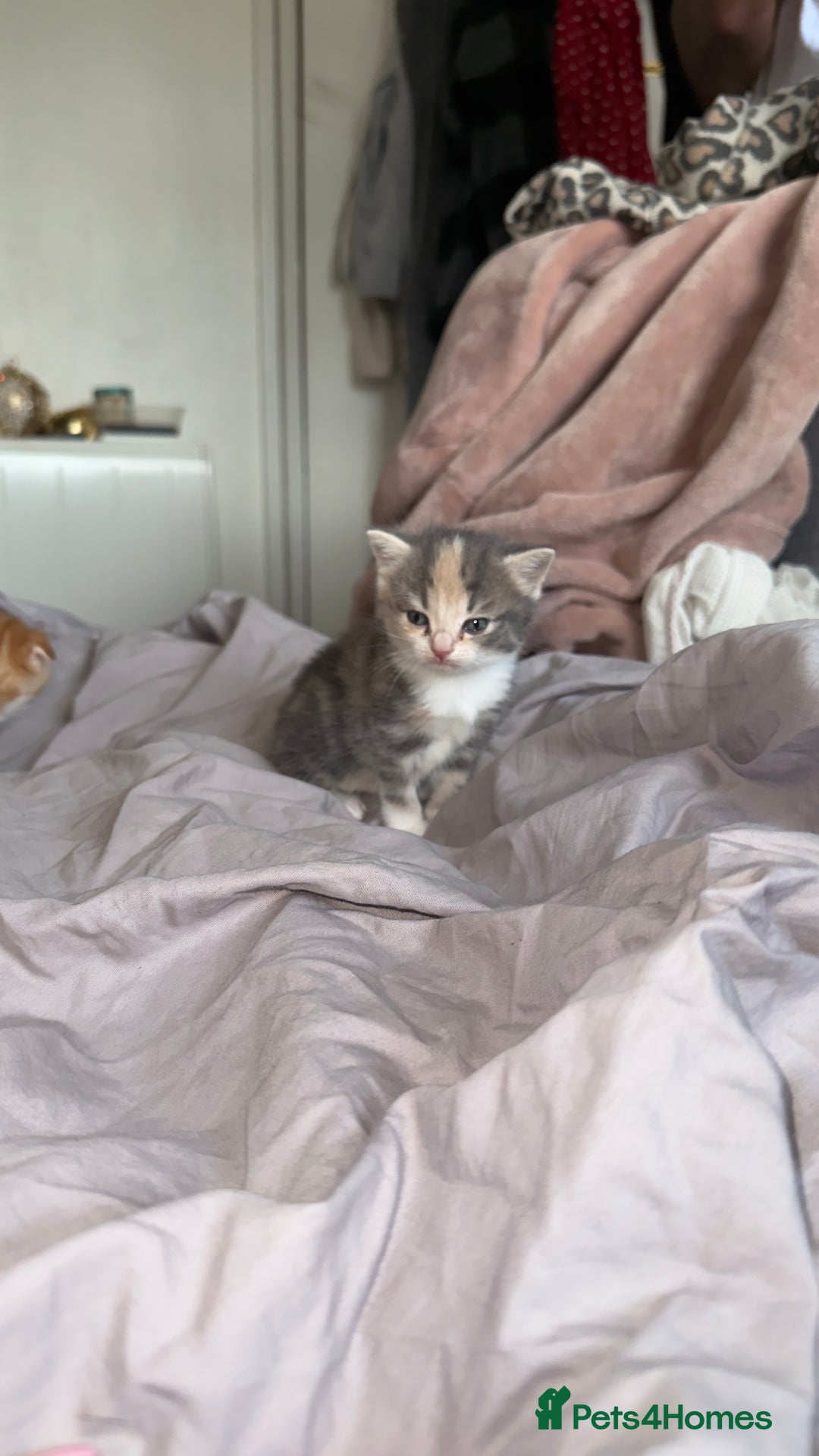 Scottish Fold cats for sale: Scottish Fold Kittens ready for Loving Homes - Image 10