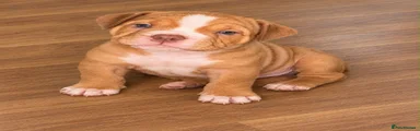 American Bully 4