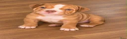American Bully dogs for sale: Pocket Bully/Exotic Bully pups 🐶  in Cardiff - Advert 2